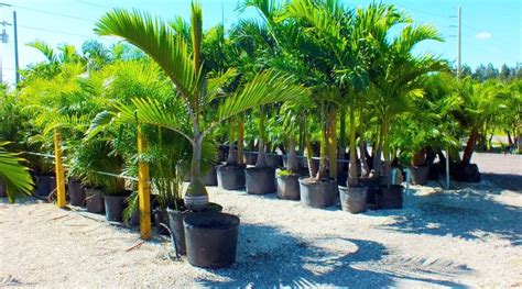 Best 30 Palm Tree Nursery in Goleta, CA with Reviews