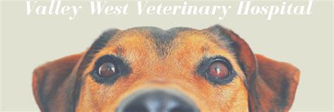 Best 30 Veterinarians in Charleston, WV superpages.com