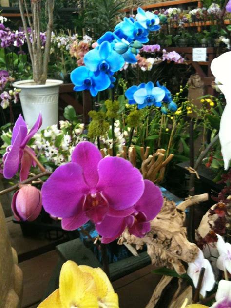 Best 30 Wholesale Orchids in San Gabriel, CA with Reviews