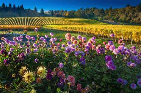 Best 30 Winery in Salem, OR with Reviews - Yellow Pages