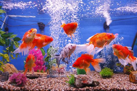 Best Aquarium For Goldfish