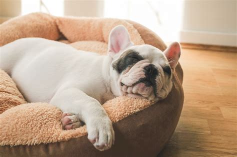 Best Bed For French Bulldog Puppy