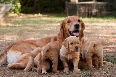 Best Bedding For A Dog Giving Birth Cuteness