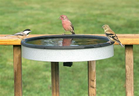 Best Bird Bath Heaters & Deicers of 2024 - Wild Yards