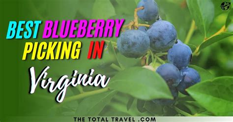 Best Blueberry picking! - Review of Cain