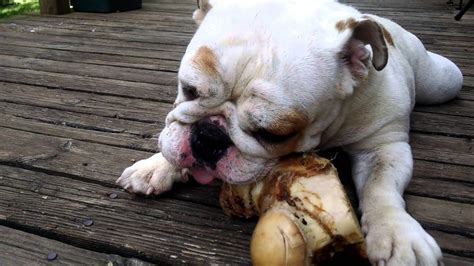 Best Bones For English Bulldog Puppies
