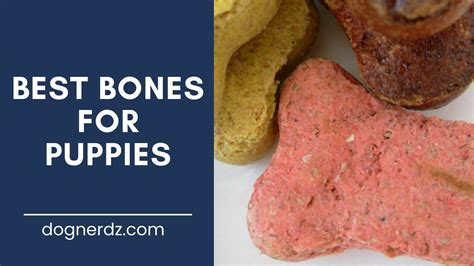 Best Bones for Puppies 2024 – [My Top 5 Selections]