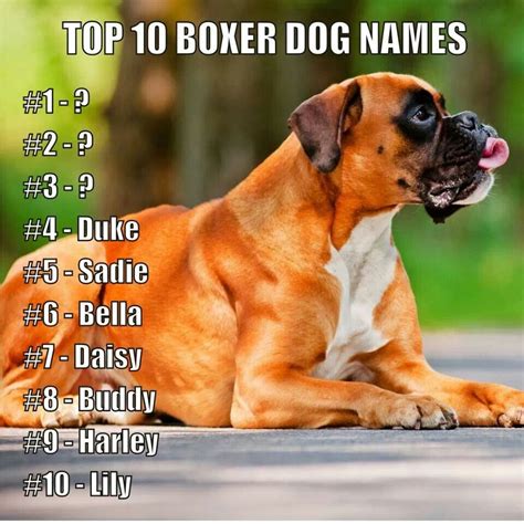 Best Boxer Puppy Names