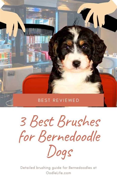 Best Brush For Bernedoodle Puppy