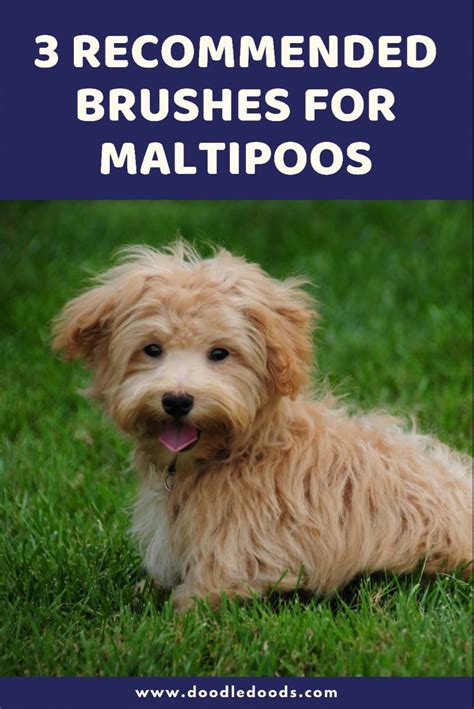 Best Brush for Maltipoo: Based on Owner and Groomer Reviews