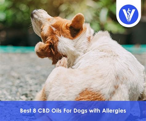 Best CBD Oil for Dog Allergies - CBD Clinicals