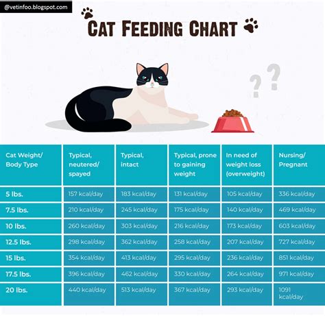 Best Cat Feeding Time and Schedule