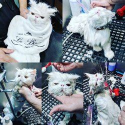 Best Cat Grooming Near Me - April 2024: Find Nearby …