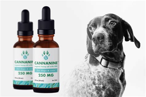 Best Cbd For Aggressive Dogs