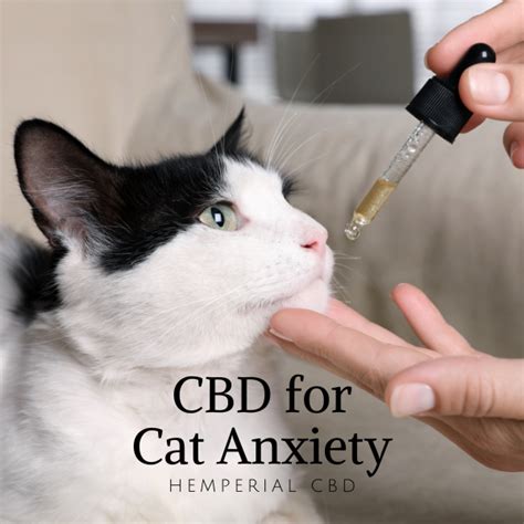 Best Cbd For Cats Anxiety