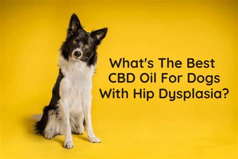 Best Cbd For Dog Hip Dysplasia