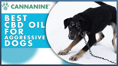 Best Cbd Oil For Aggressive Dogs