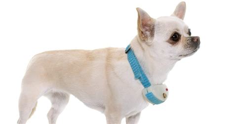 Best Chihuahua Shock Collar: Reviews & Ultimate Guide!