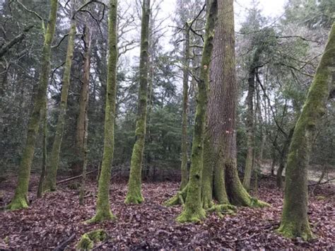 Best Climbing In Cinderford, Gloucestershire - Day Out …