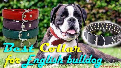 Best Collar For English Bulldog Puppy