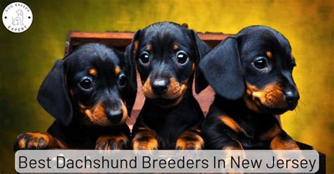 Best Dachshund Breeders in New Jersey [2024] List of 7 Local …