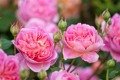 Best David Austin Roses for Gardeners in New …