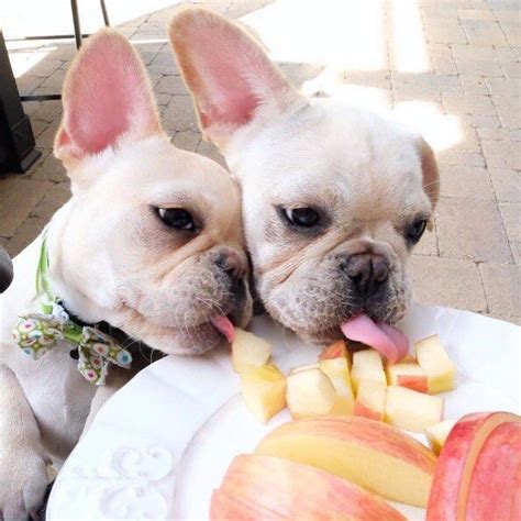 Best Diet For A French Bulldog Puppy