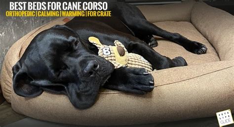 Best Dog Beds for Cane Corso Review - Pets Life Guide