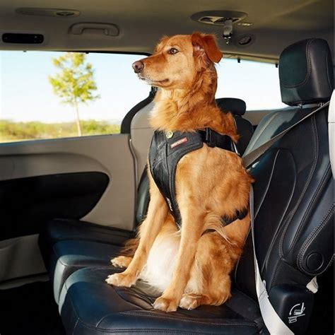 Best Dog Car Restraint: Ultimate Guide Security Picks