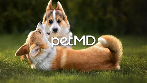 Best Dog Dental Care Products: Low Prices (Free Shipping