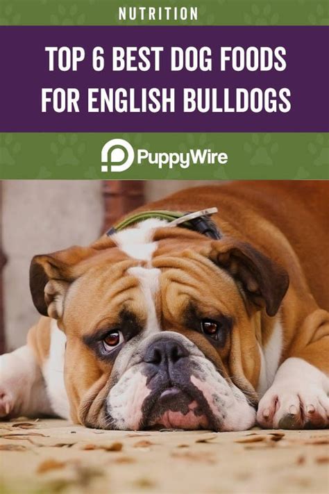 Best Dog Food For English Bulldogs Puppies