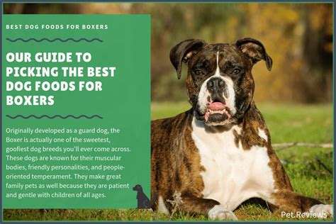 Best Dog Food For My Boxer Puppy