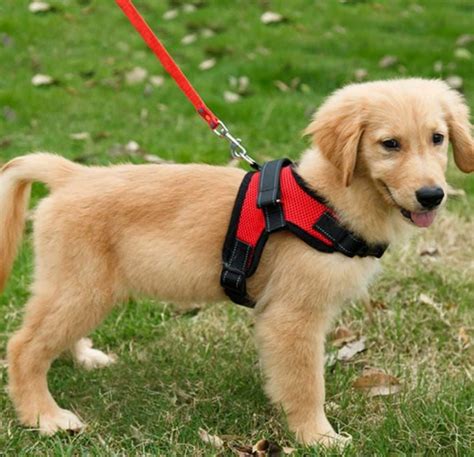 Best Dog Harness For Golden Retriever Puppy