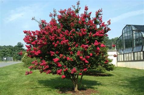 Best Dwarf Trees For Landscaping PlantingTree - PlantingTree