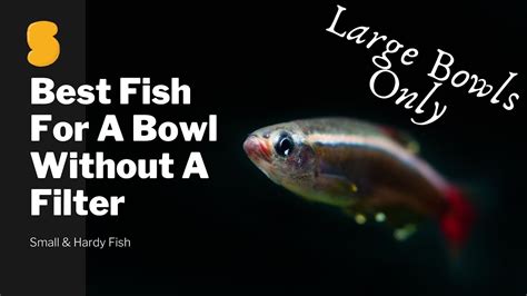 Best Fish For A Bowl Without Filter - YouTube