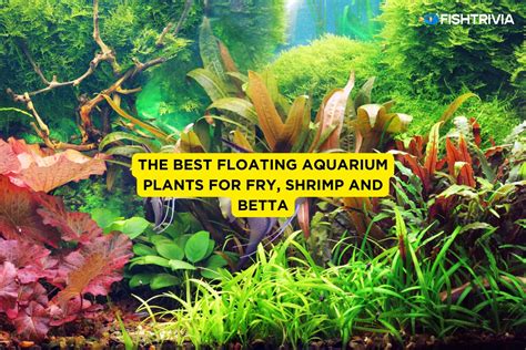 Best Floating Aquarium Plants for Betta, Shrimp, Fry - AquariaWise