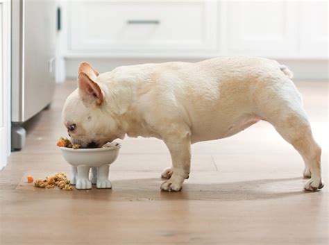 Best Food Bowl For French Bulldog Puppy