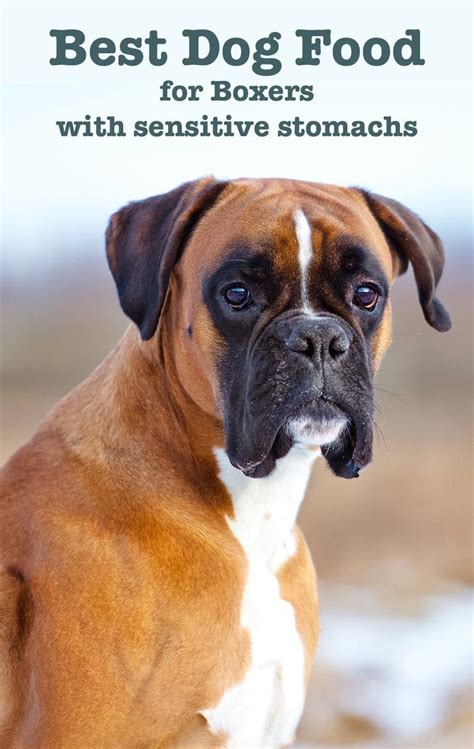 Best Food For Boxer Puppy With Sensitive Stomach