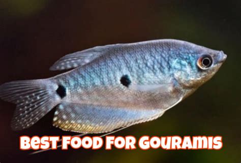 Best Food For Gouramis Fish (Ultimate Gouramis Fish Food Guide)