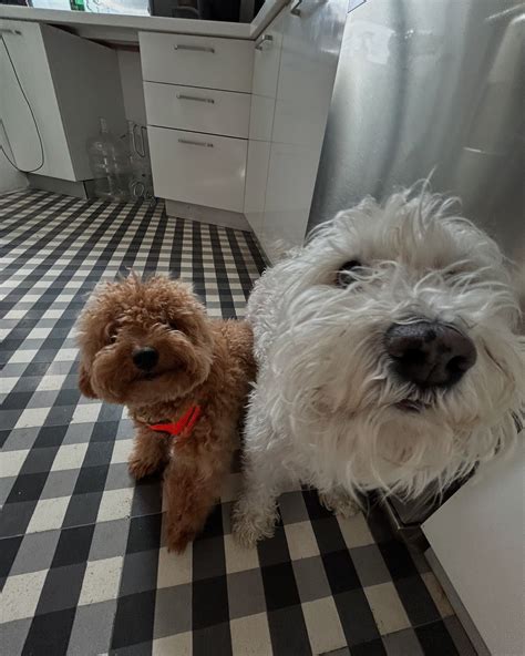 Best Friends Köpek&Kedi Oteli on Instagram: "2017 yılında 2. 