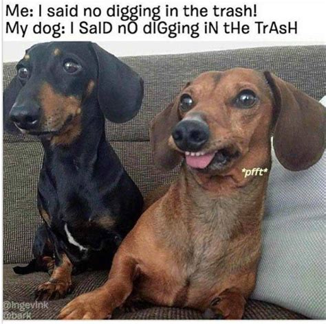 Best Funny dachshund Memes - 9GAG