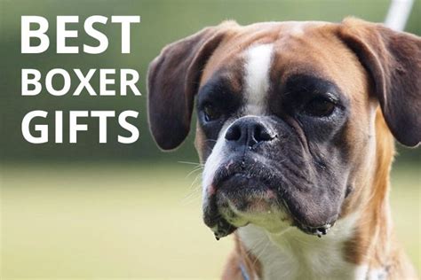 Best Gifts For Boxers