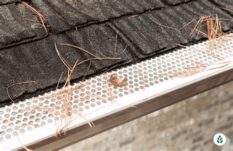 Best Gutter Guards of 2024 for pine needles - ReviewBites