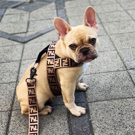 Best Harness And Leash For French Bulldog Puppy