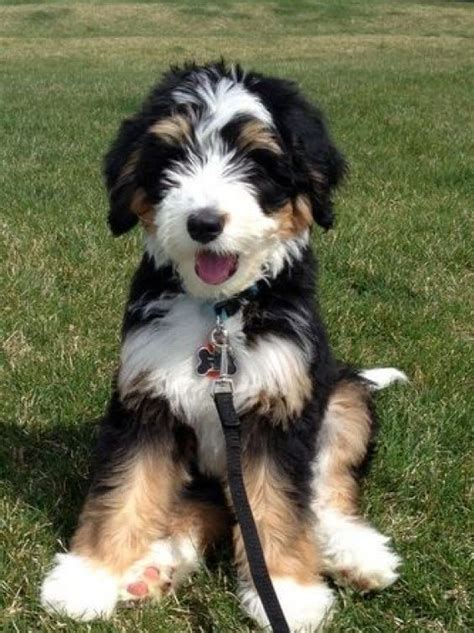 Best Harness For Bernedoodle Puppy