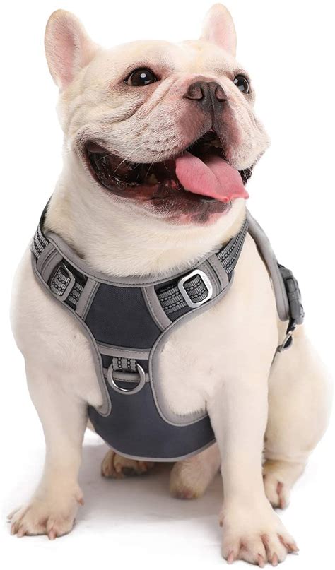 Best Harness French Bulldog Puppy