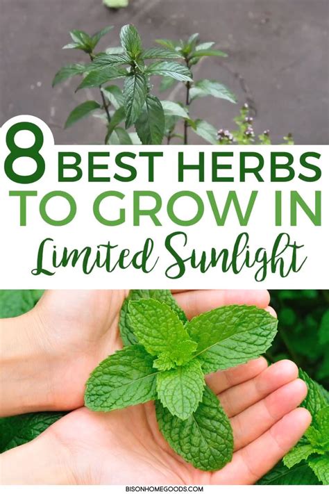 Best Herbs To Grow When Direct Sunlight Is Limited