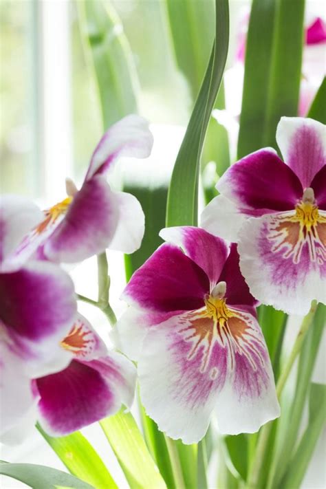 Best Indoor Plants: 6 Flowering Orchids to Grow - Gardenista