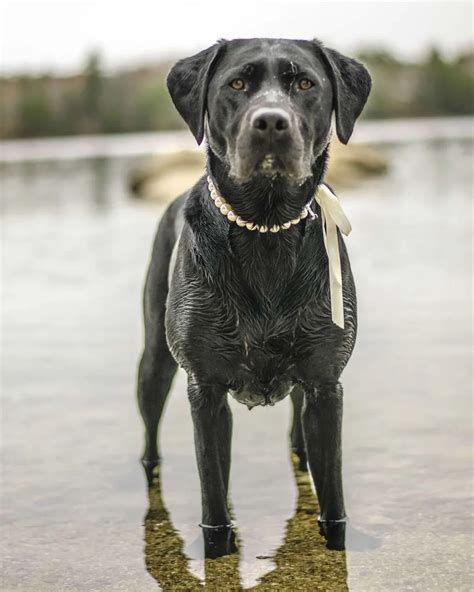 Best Labrador Breeders in Maine - The Upper Pawside