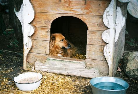 Best Large Outdoor Dog Houses in 2024 - Kansas City Star Reviews